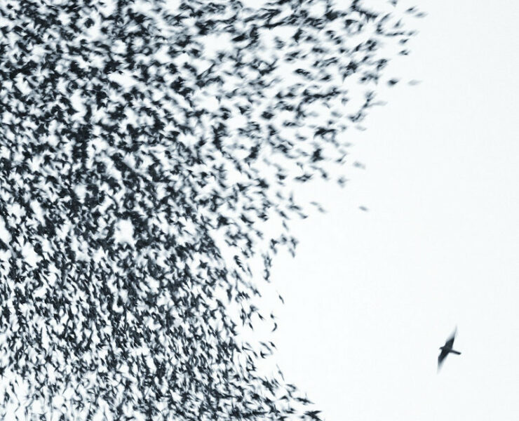 Wilco Sky Blue Sky review