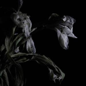 best albums of 2017 so far Cavernlight
