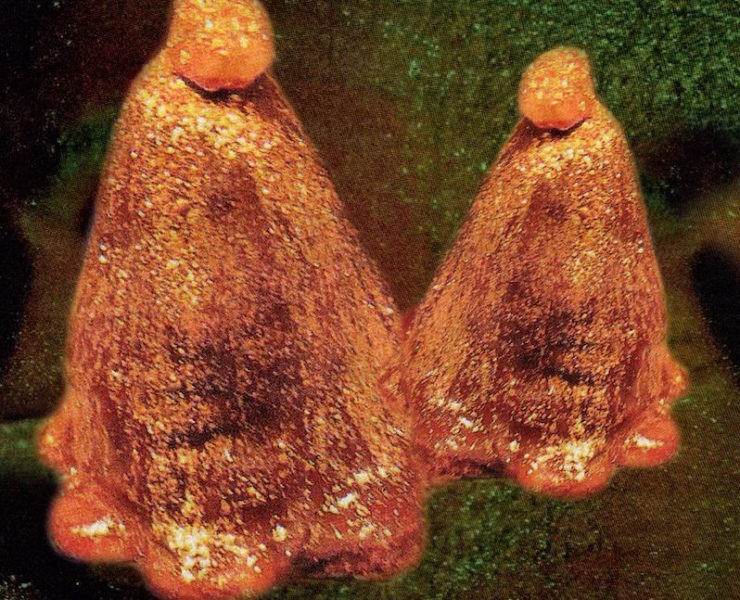 Blanck Mass In Ferneaux review