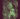 Windhand Levitation sessions
