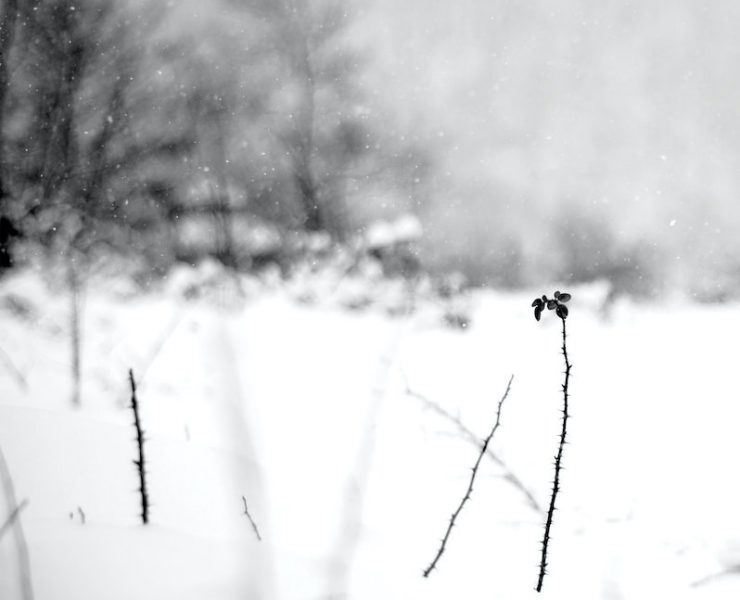 An Autumn for Crippled Children As the Morning Dawns review
