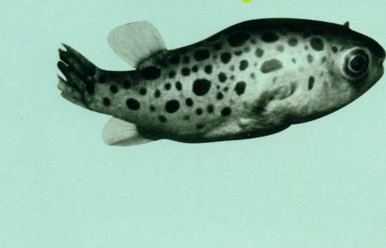 In the Fishtank Albums guide